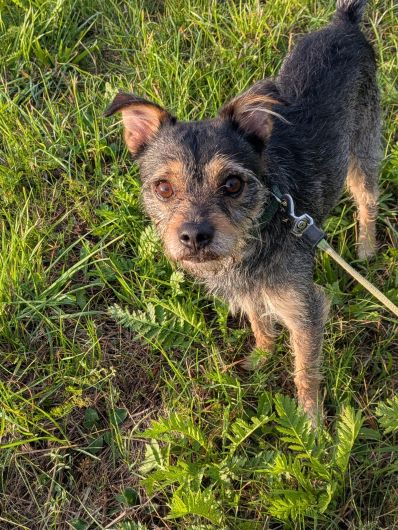 Björn, Terrier-Mischling – Tierheim Delitzsch